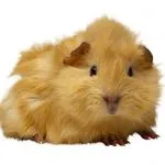Come curare una cavia peruviana
