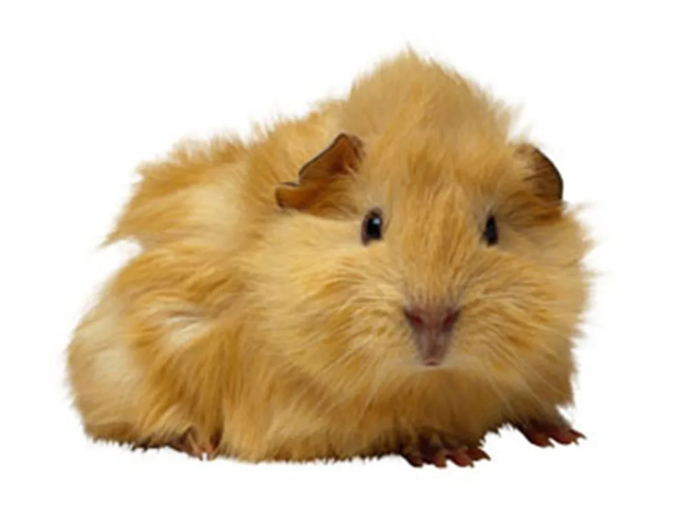 Come curare una cavia peruviana