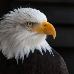 Quale Presidente Americano ha dato la maggiore spinta alle Borse?