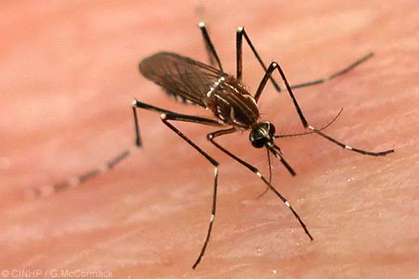 Zanzare, la verità: pungono solamente chi ha il sangue dolce o no?