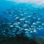 Pesca subacquea in apnea, cos’è e come funziona