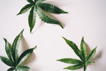Olio di cbd