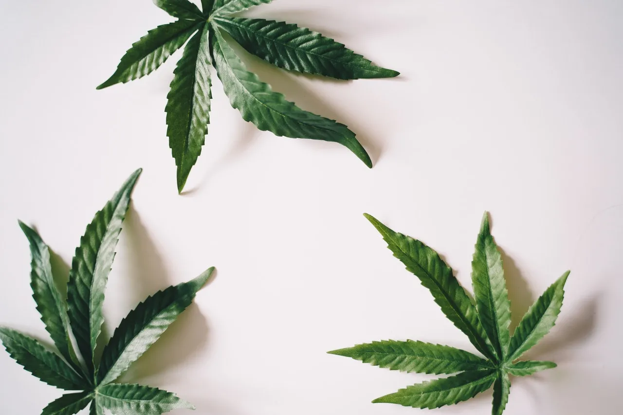 Olio di CBD: cos’è, come assumerlo, quanto costa