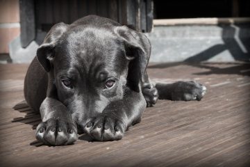 cane