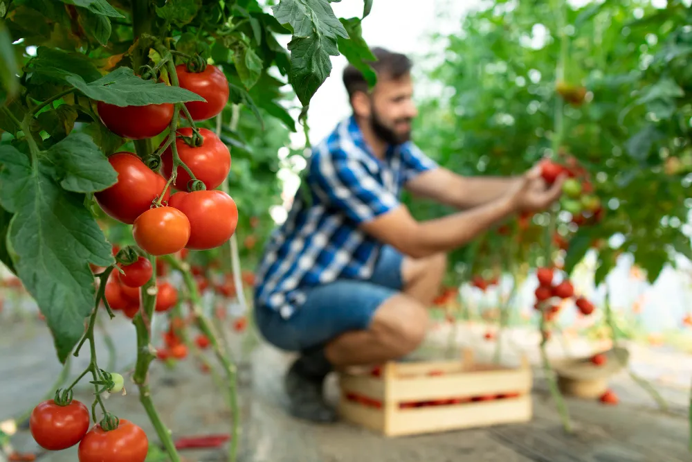 Avviare un’attività agricola: gli strumenti di cui non si può fare a meno