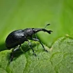 Coleotteri Neri: Esplorando la Diversità e l’Importanza di Questi Insetti Misteriosi