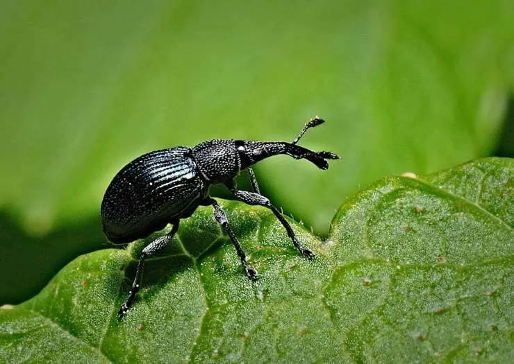 Coleotteri Neri: Esplorando la Diversità e l’Importanza di Questi Insetti Misteriosi