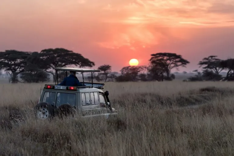 Cinque motivi per cui vale la pena fare un safari